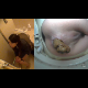 This 720P HD, high-quality, Japanese bowlcam video features an attractive woman shitting into a western-style toilet rigged with a camera. Split-screen presentation and perfect audio! Individual clip for quick download.
